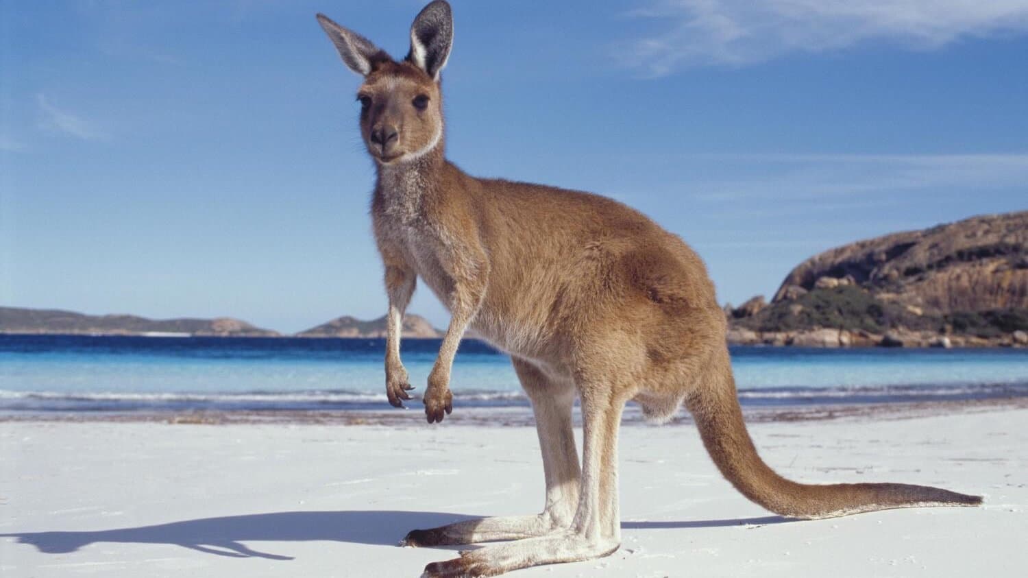 Canguru na praia